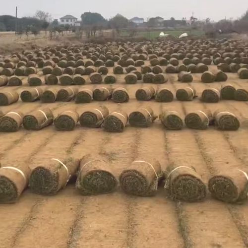 草坪草皮銷售